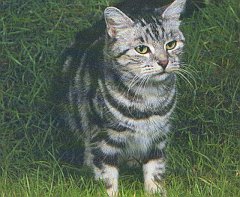 Gatti (282)